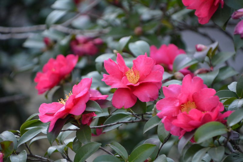 DSC_47760072.JPG