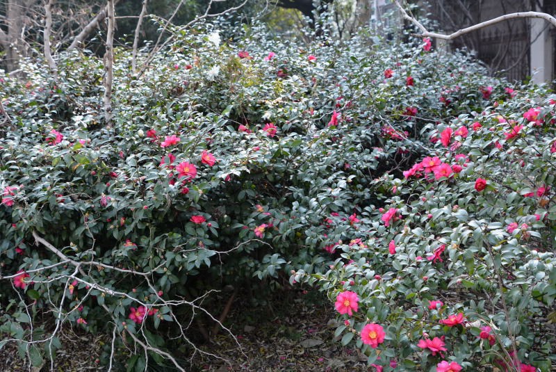 DSC_47750071.JPG
