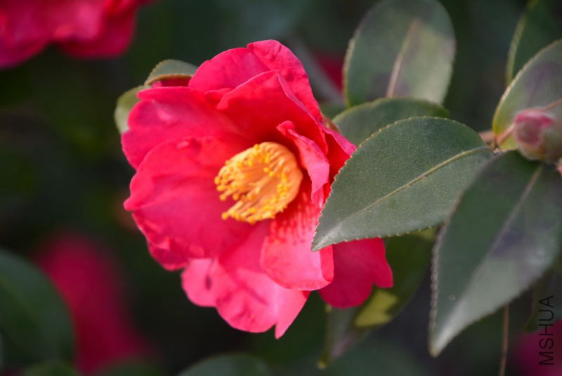 DSC_47600056.JPG