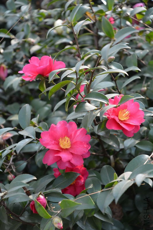 DSC_47380034.JPG