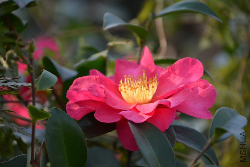 DSC_47310027.JPG