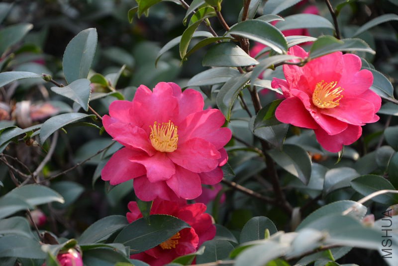 DSC_47370033.JPG