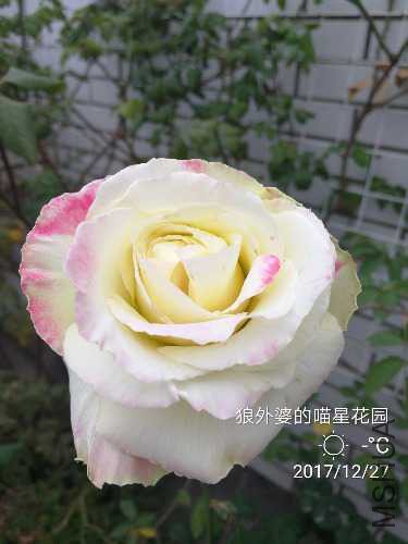 IMG_20171227_092929.jpg