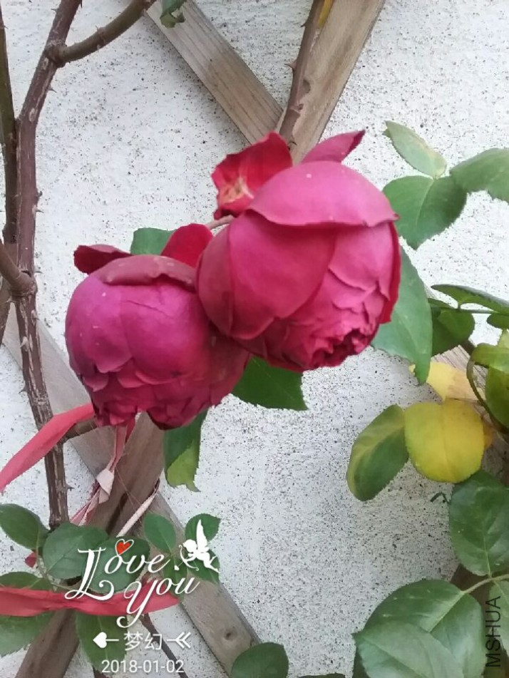 QQͼƬ20180102161601.jpg