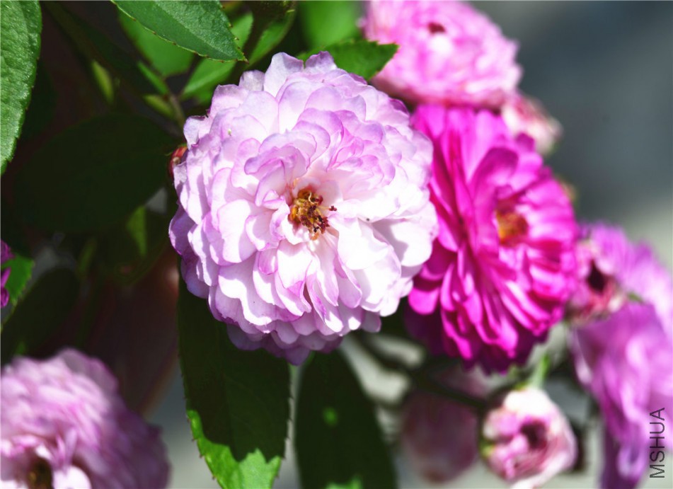 ����԰֮�� (2).jpg