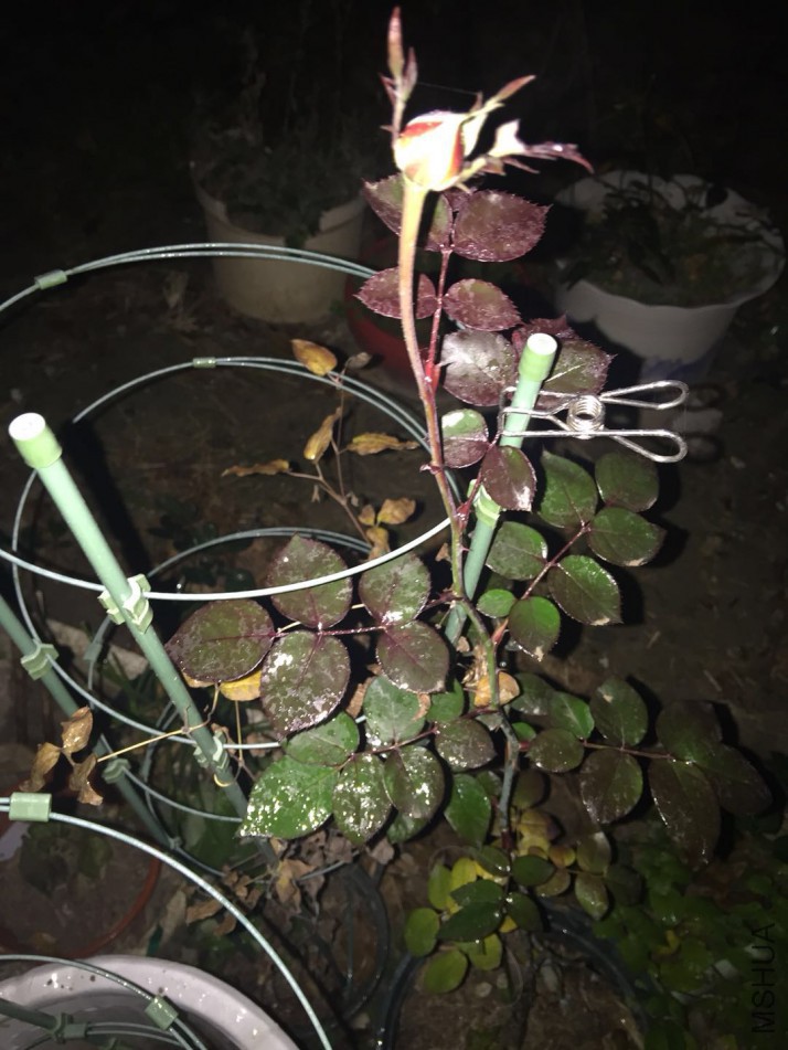 ΢��ͼƬ_20180103074757.jpg
