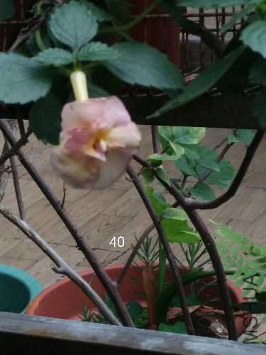 IMG_20171120_134945.jpg