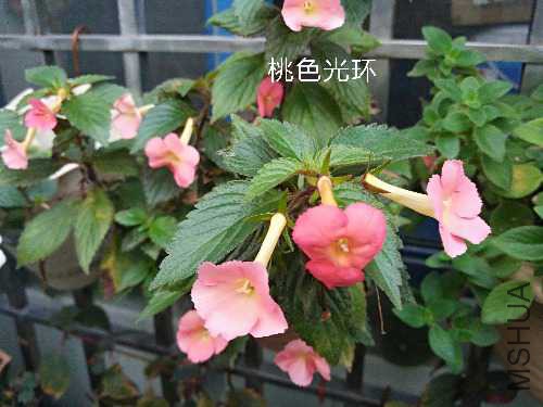 IMG_20171109_062532.jpg