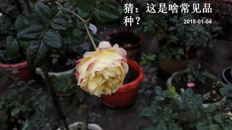 ΢��ͼƬ_201801041516581.jpg
