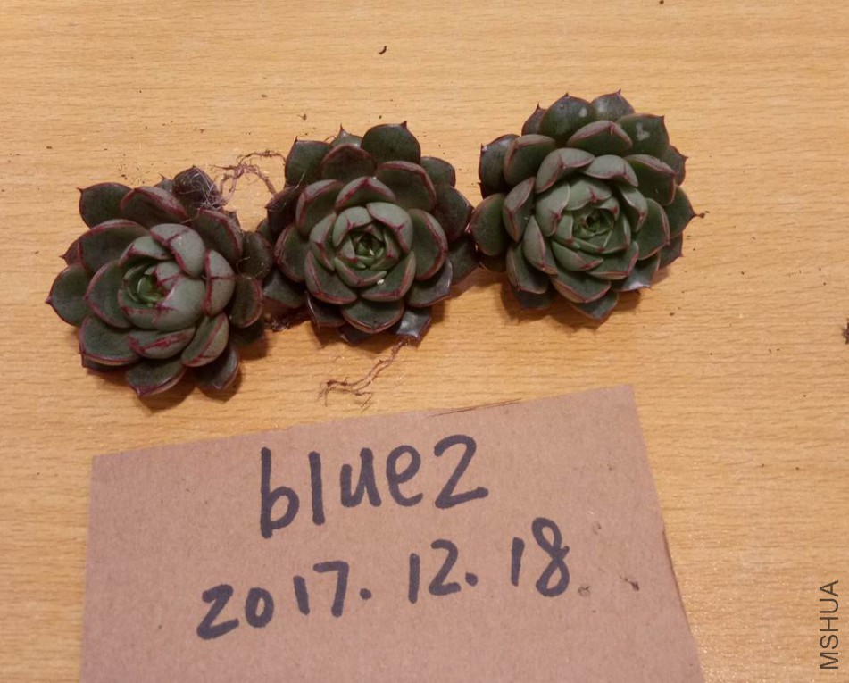 IMG20171218181121.jpg