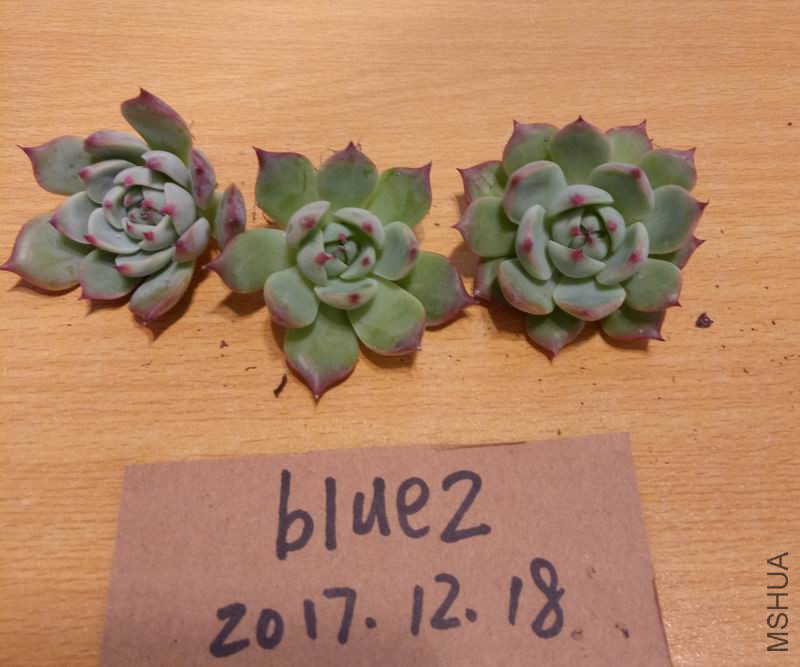 IMG20171218181312.jpg