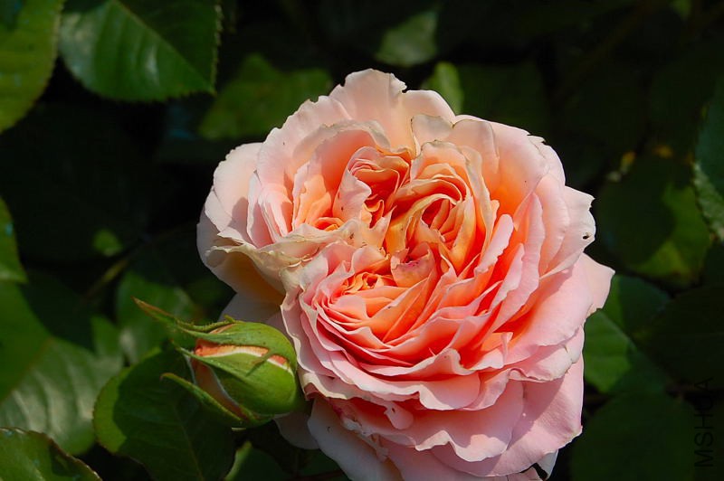 DSC_38760030.JPG