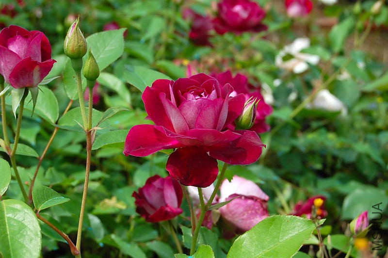 DSC_57890133.JPG
