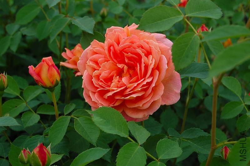 DSC_56700014.JPG