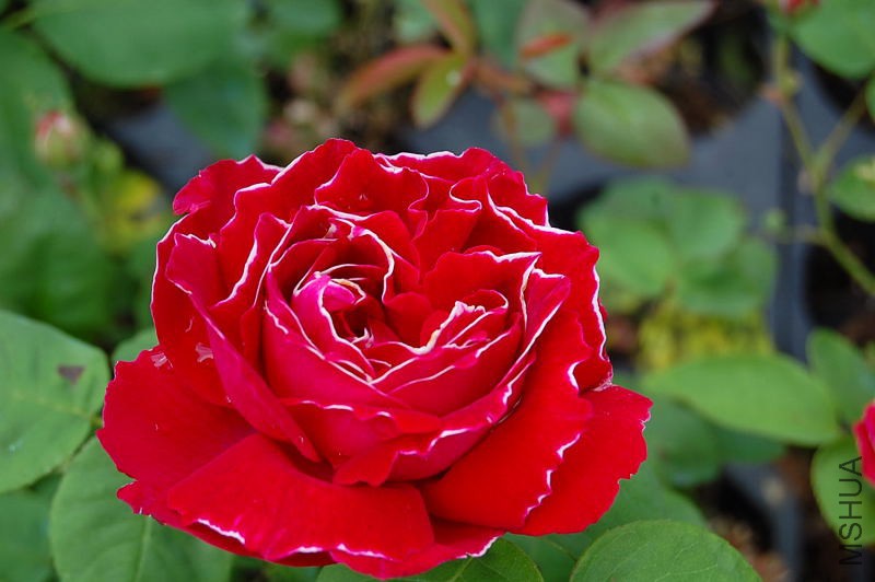 DSC_46250081.JPG