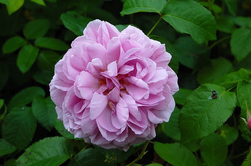 DSC_56900034.JPG