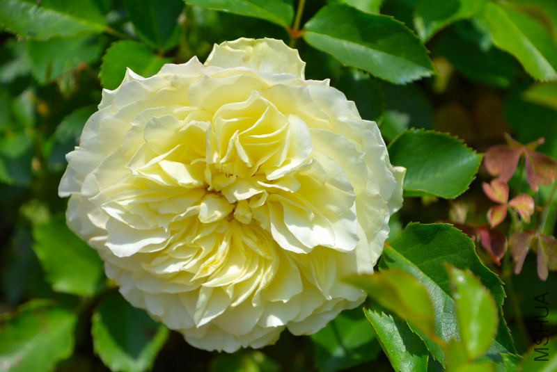 DSC_97840265.JPG