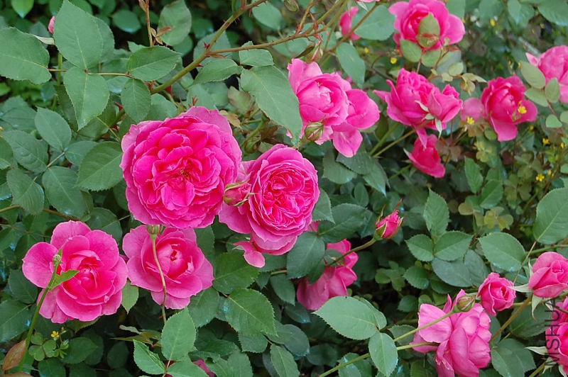 DSC_64470040.JPG