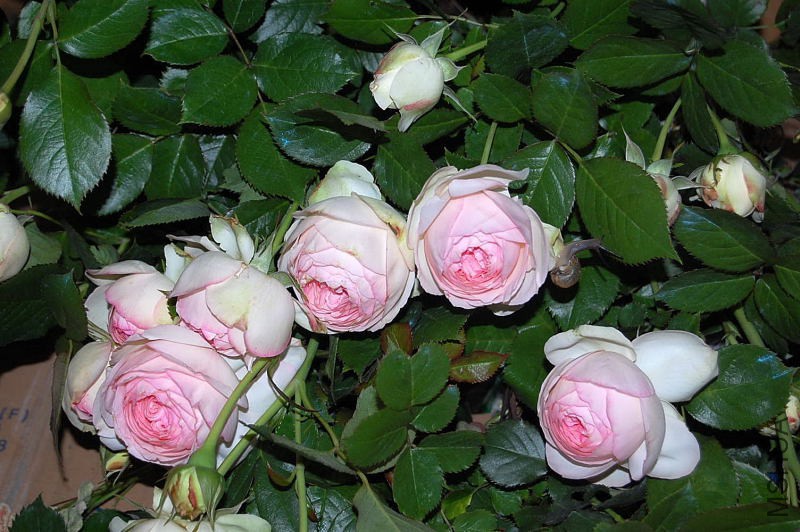 DSC_65500143.JPG