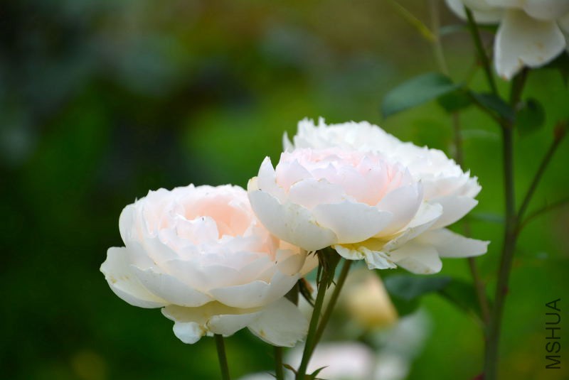 DSC_98630106.JPG