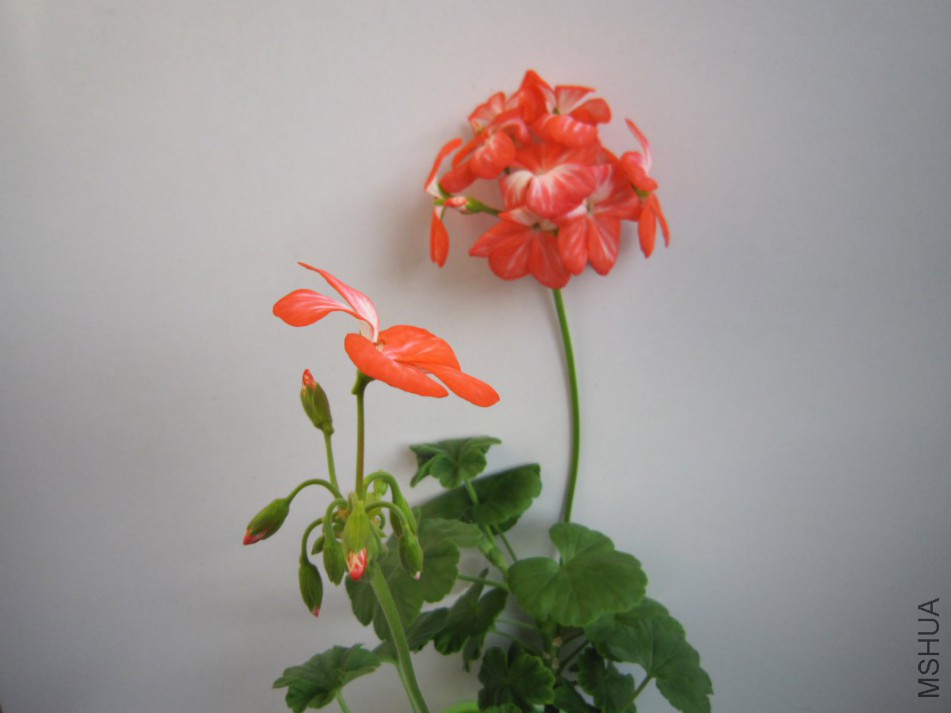 IMG_0003_1067x800.JPG