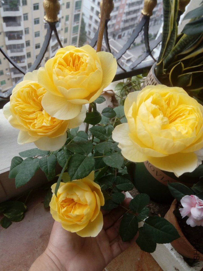 ΢��ͼƬ_20180106223341.jpg