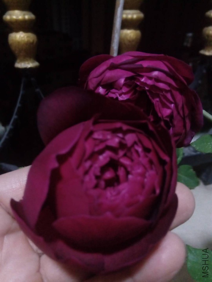 ΢��ͼƬ_20180106223330.jpg