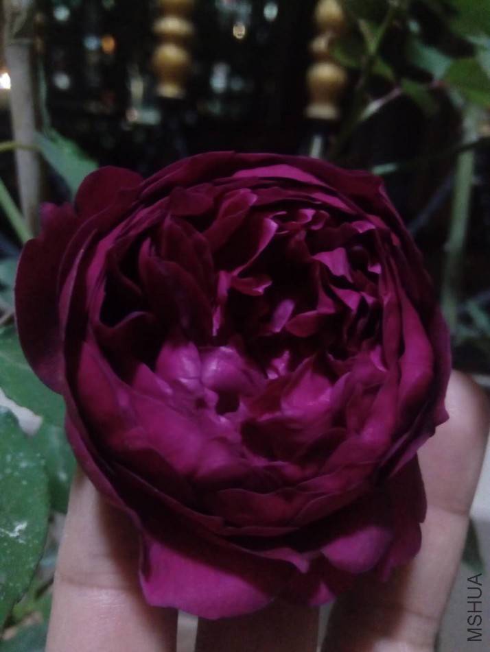 ΢��ͼƬ_20180106223334.jpg