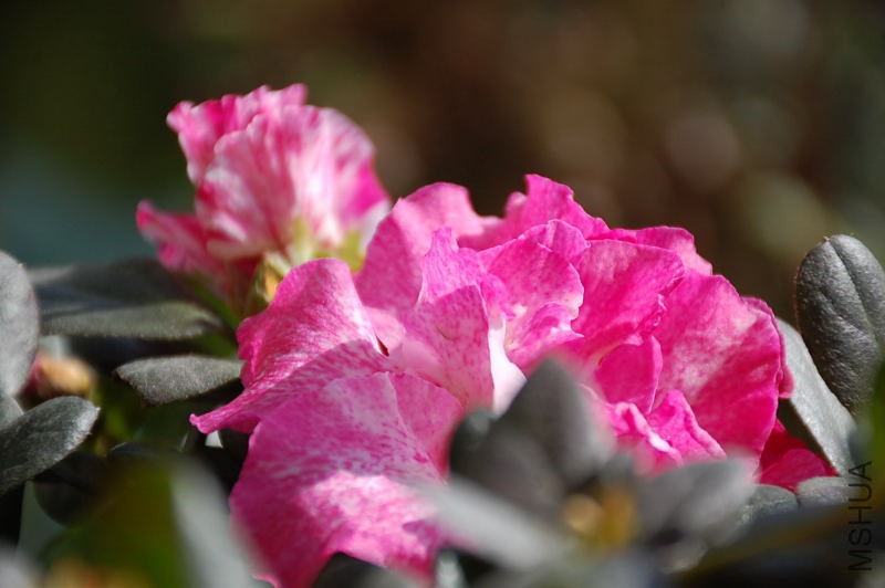 DSC_68570194.JPG