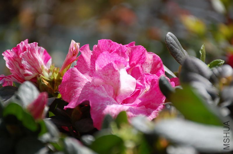 DSC_68510188.JPG