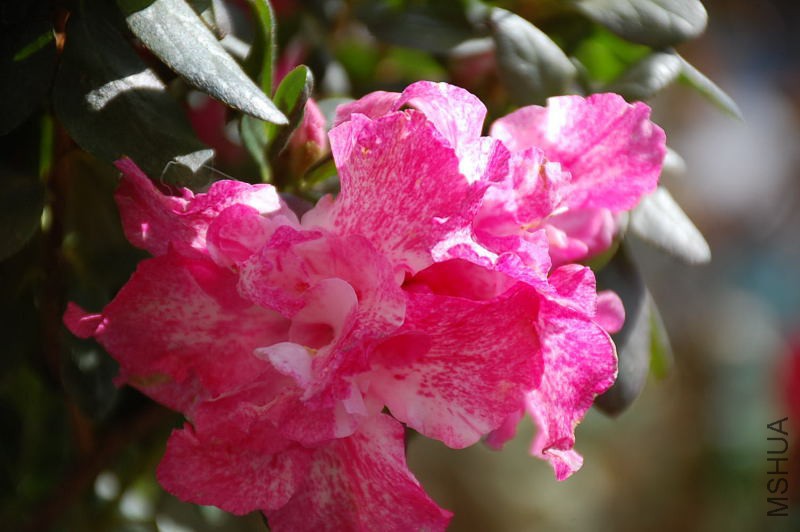 DSC_68430180.JPG