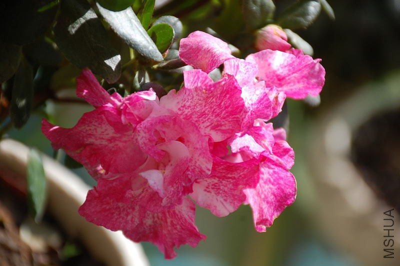 DSC_68450182.JPG