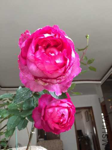 C1705546-15D0-4BA8-808A-13F8588FF1C4.jpeg