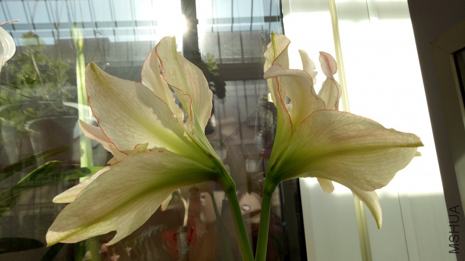 IMG20180112123437.jpg