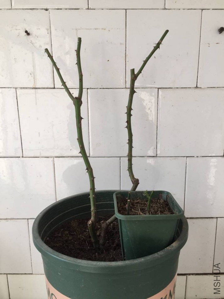 �����޹�²���˿����
