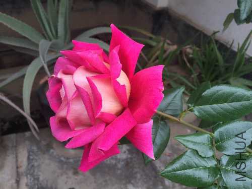 BDCDE7D9-5CAE-409B-A00A-520314E35FA1.jpeg