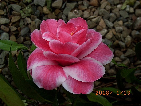 13-17-N3-1.jpg