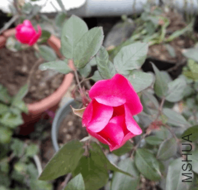 2018-01-17 09_31_12-IMG_20180113_164937.jpg - ��Ƭ.png