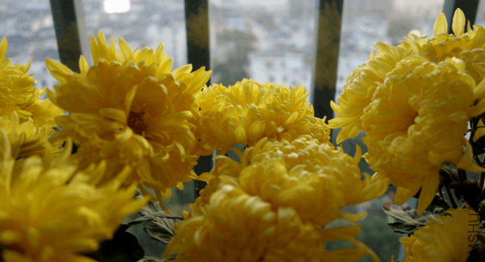 2018-01-17 13_01_28-_DSC0435.JPG - ��Ƭ.png