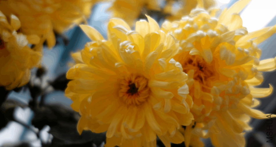 2018-01-17 13_01_43-_DSC0439.JPG - ��Ƭ.png