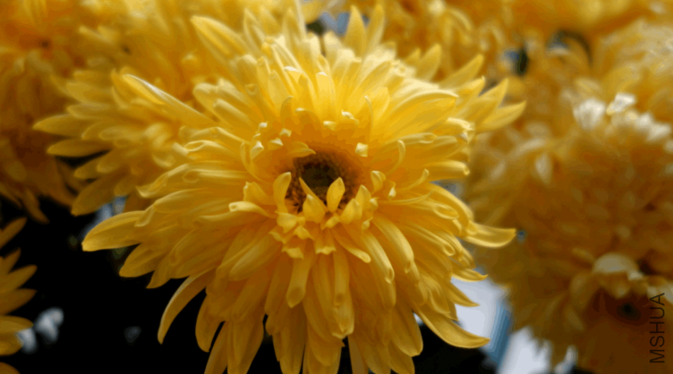 2018-01-17 13_01_13-_DSC0433.JPG - ��Ƭ.png