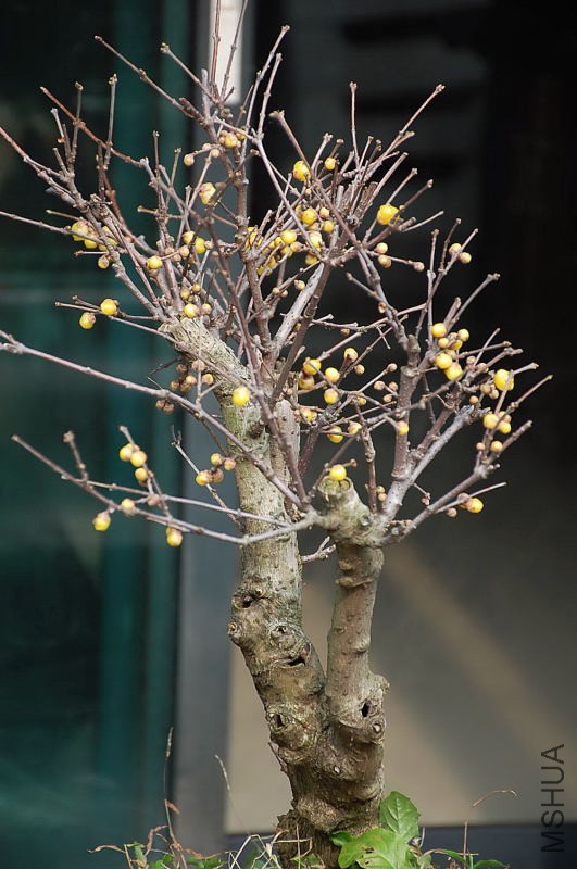 DSC_79680441.JPG