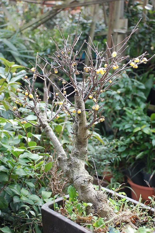 DSC_77780251.JPG