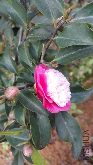 IMG_20180118_085044_����.jpg
