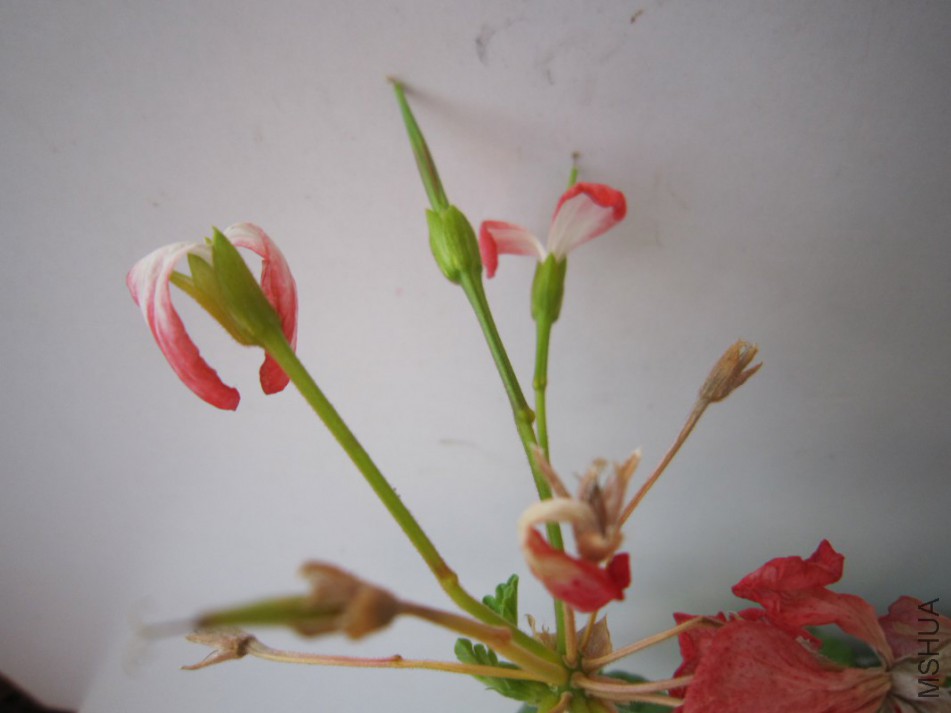 IMG_0007_1067x800.JPG