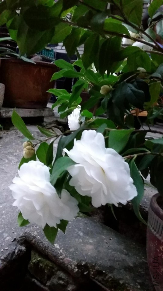 ΢��ͼƬ_20180118191207.jpg