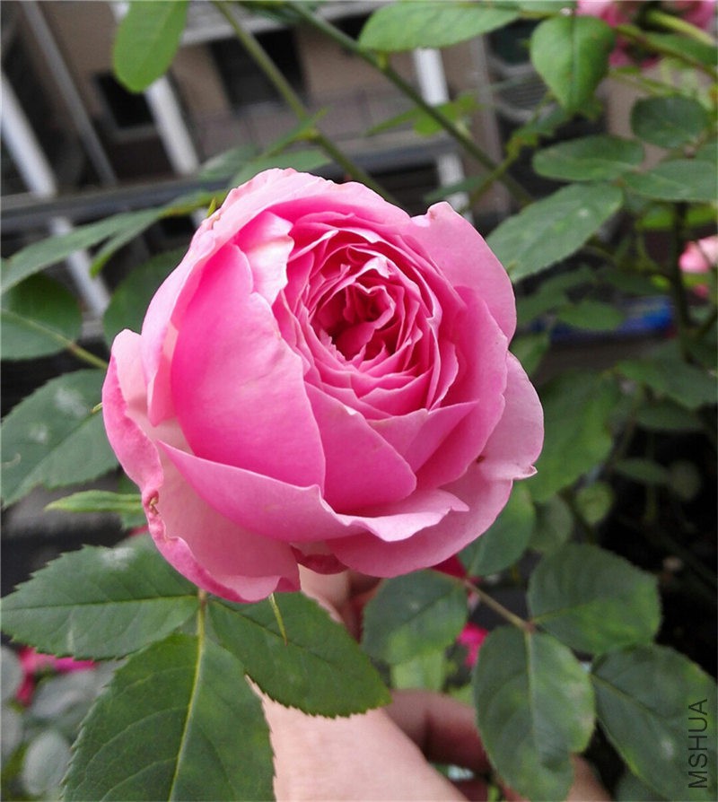 IMG_20160420_071537.jpg