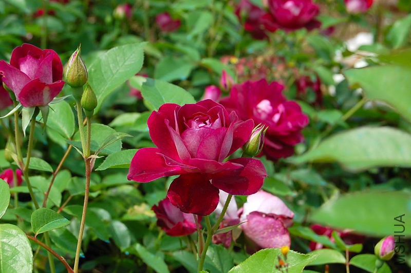 DSC_57880132.JPG