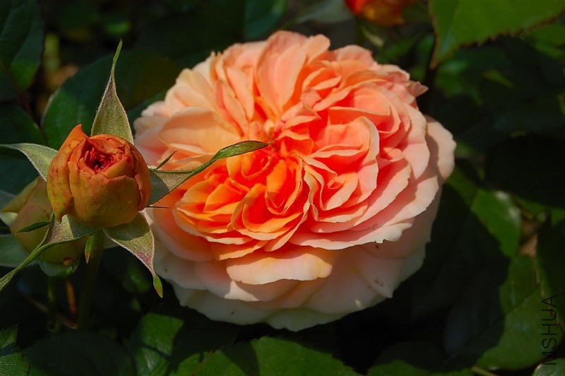 DSC_38550009.JPG