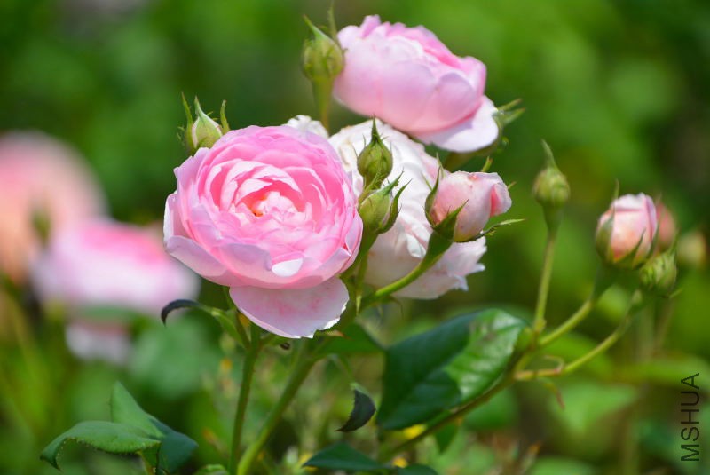 DSC_97750256.JPG